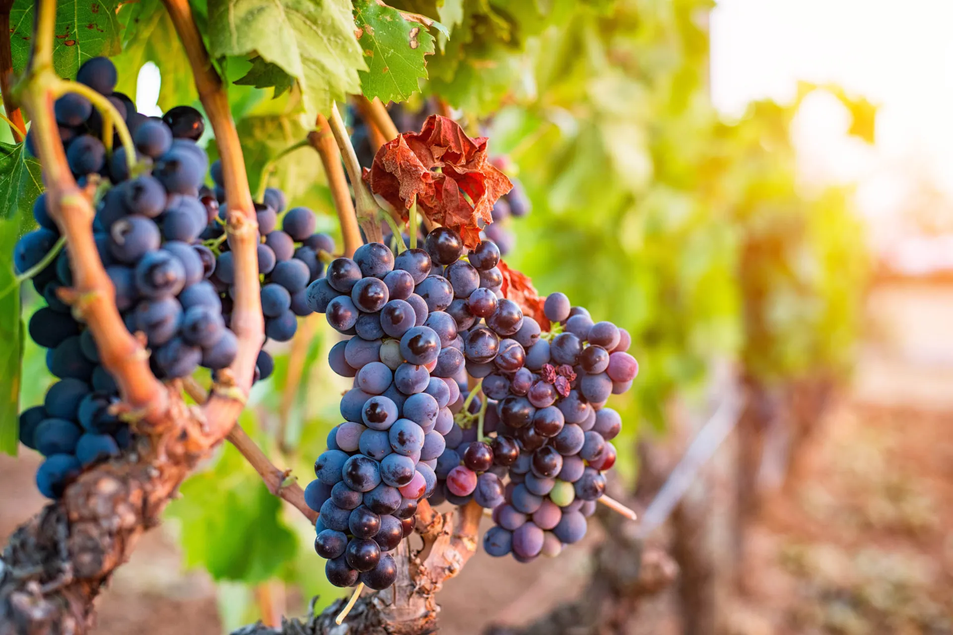 Kiście winogron na paradzie Kiście winogron na paradzie