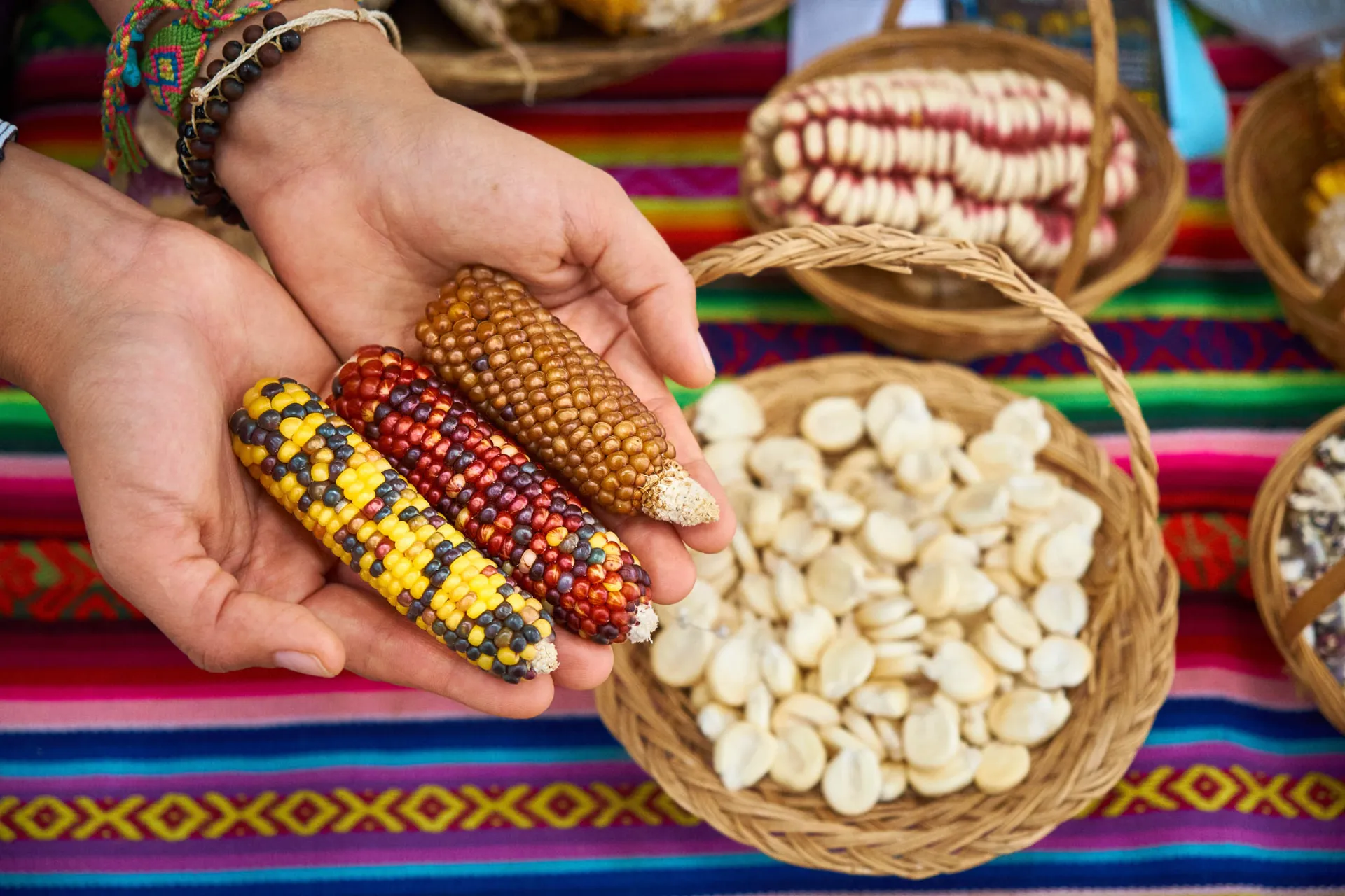 Kukurydza w wielu kolorach Kukurydza w wielu kolorach