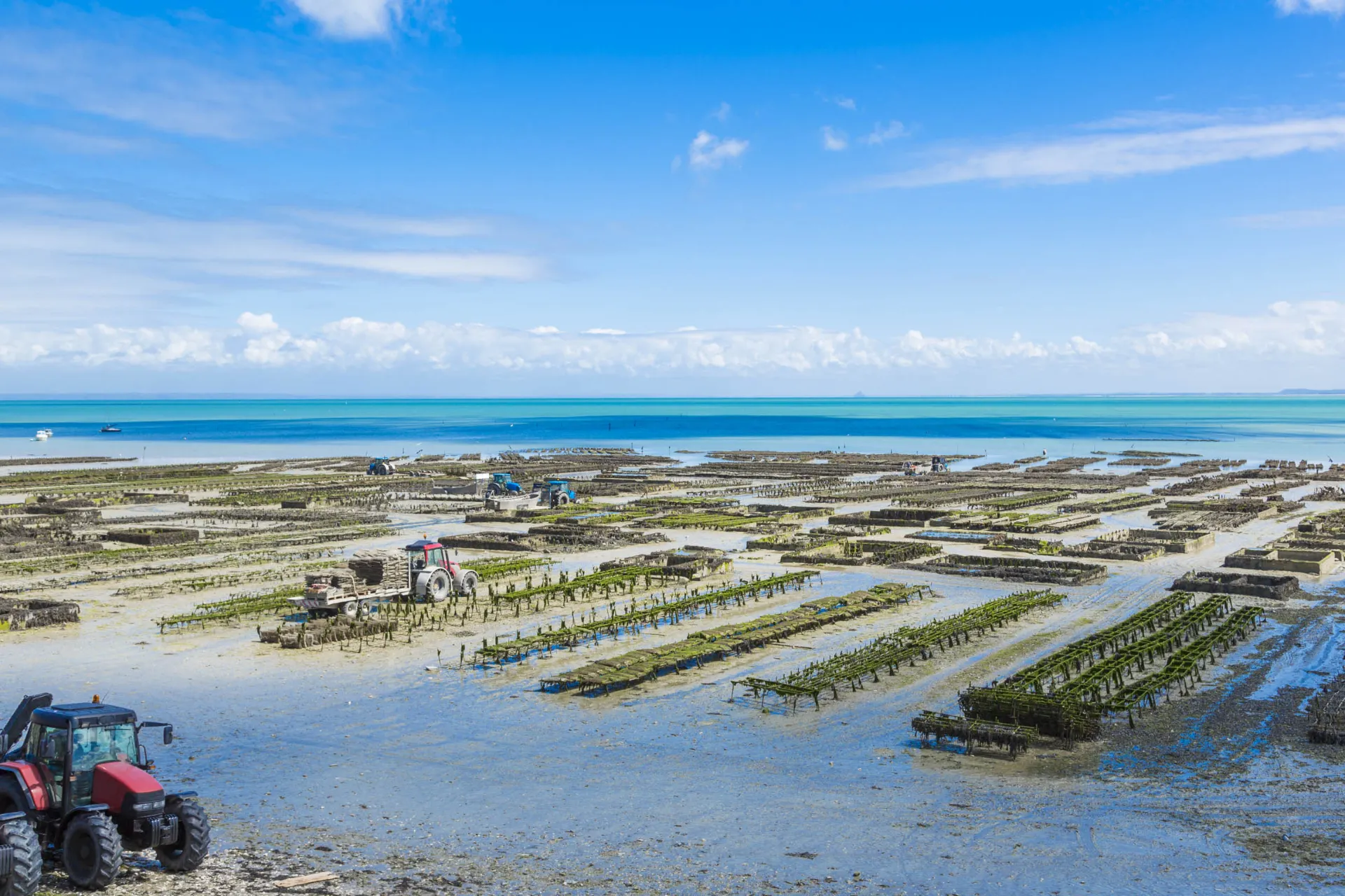 Hodowla ostryg na dużą skalę w Cancale Hodowla ostryg na dużą skalę w Cancale