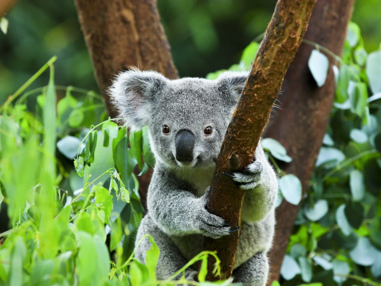 Koala to nadrzewny torbacz, który głównie żywi się liśćmi eukaliptusa Koala to nadrzewny torbacz, który głównie żywi się liśćmi eukaliptusa