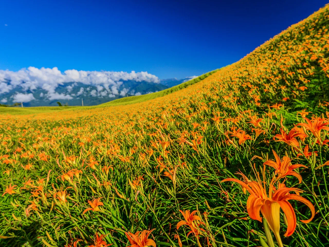 Impresjonująca ekspozycja lilii Impresjonująca ekspozycja lilii