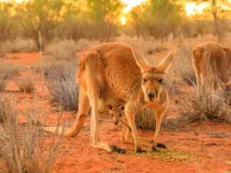 Młode kangura ma tylko 2 cm po urodzeniu i pozostaje w torbie, aż urośnie wystarczająco Młode kangura ma tylko 2 cm po urodzeniu i pozostaje w torbie, aż urośnie wystarczająco
