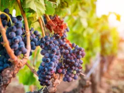 Kiście winogron na paradzie Kiście winogron na paradzie