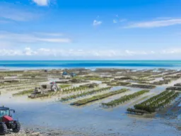 Hodowla ostryg na dużą skalę w Cancale Hodowla ostryg na dużą skalę w Cancale