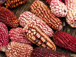 Peruwiańska specjalność Peruwiańska specjalność