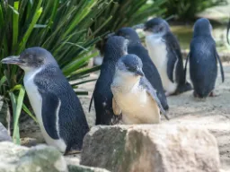 Urocze pingwiny Urocze pingwiny