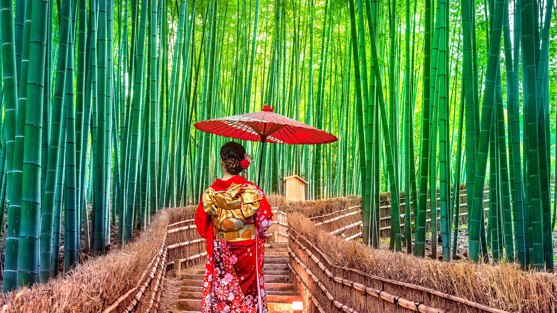 Bambusowy gaj w Kioto Bambusowy gaj w Kioto